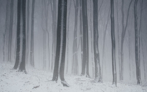 forest in winter during blizzard
