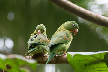 Parrot Couple