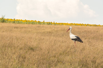 Stork in a field of sunflowers on a background