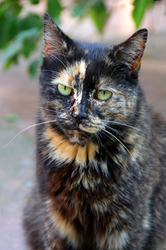Katze mit Schildpatt-F&auml;rbung