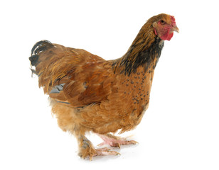 brahma chicken