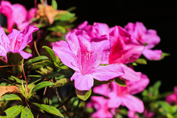 Rhododendron pink flower