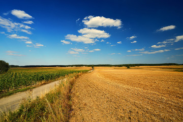 Country landscape. Field.