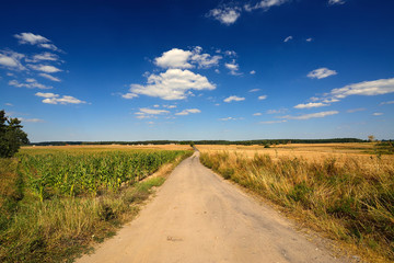 Country landscape. Road in field.