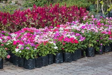 Beautiful flower in garden