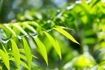 beautiful green leaves on a tree branch