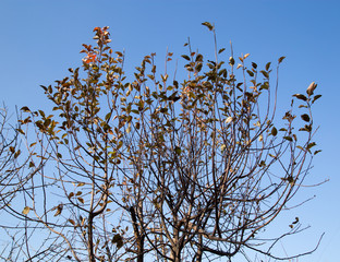 bare tree branches against the blue sky