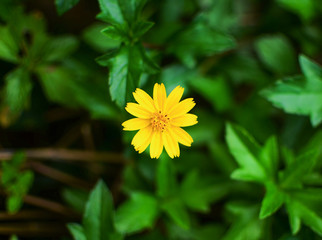 Colorful zinnia Flower on tree