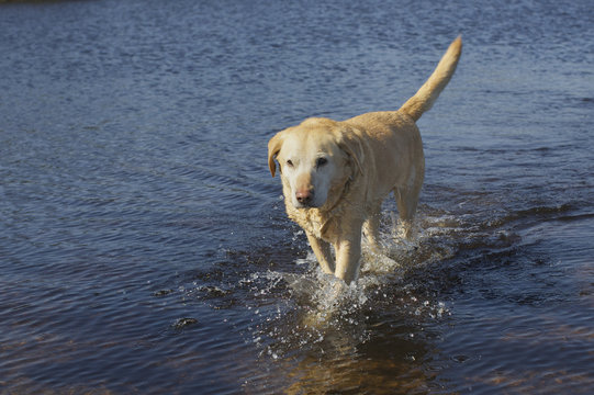 Labrador loopt door het water van meer
