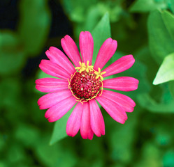 Obraz premium Colorful zinnia Flower on tree