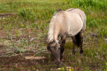 the wild horse eats on a meadow