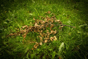 Dry branch on green grass