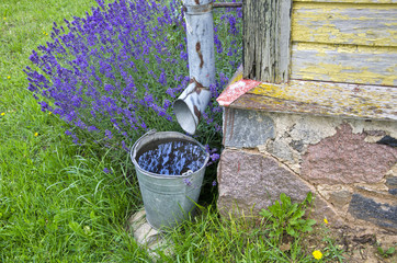Rainwater collected in a bucket by the building with lavender growing