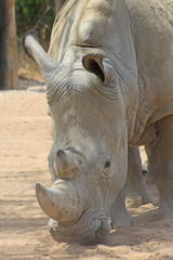 Obraz premium Zoo de Paris Vincennes