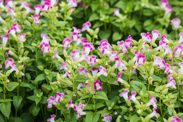 Beautiful flower in garden