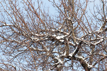 snow on the tree against the blue sky