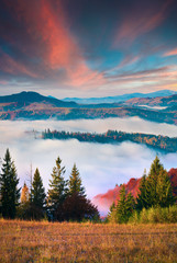 Naklejka na ściany i meble Colorful autumn sunset in the foggy mountains.