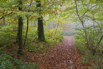 Obraz premium hiking trail at autumn forest