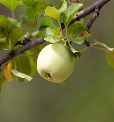 Obraz premium ripe apples on the tree in nature