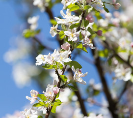 flowers on the fruit tree in nature