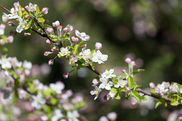 flowers on the fruit tree in nature