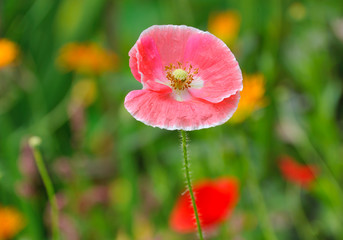 poppy in summer flower bed closeup