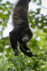 Brüllaffe | Howling monkey