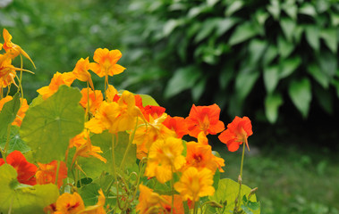 nasturtium
