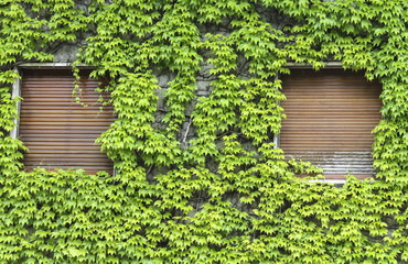 house covered with ivy