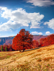 Autumn landscape in the mountains with lonely red beech