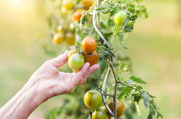 Senior woman in her garden