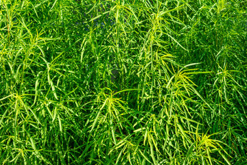 Green grass in the garden macro filtered