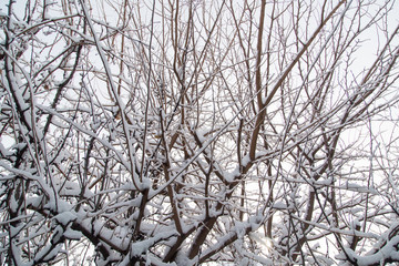 Obraz premium snow on the branches of a tree