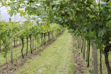 vines and vineyards