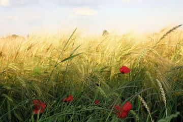Klatschmohnblumen am Feldrand