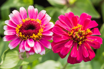 Obraz premium Beautiful flower in garden