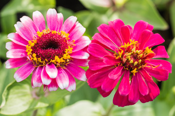 Obraz premium Beautiful flower in garden