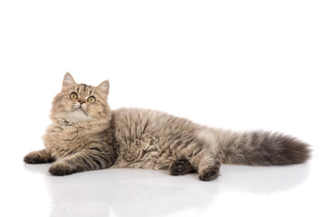 Tabby cat lies on white background