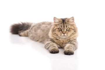 Tabby cat lies on white background