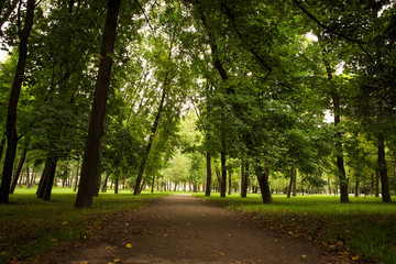 The road and green trees in park