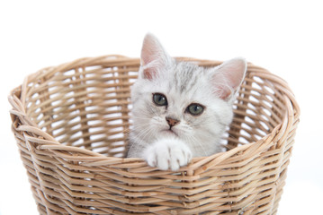 Obraz na płótnie Canvas Cute kittensplaying in a basket