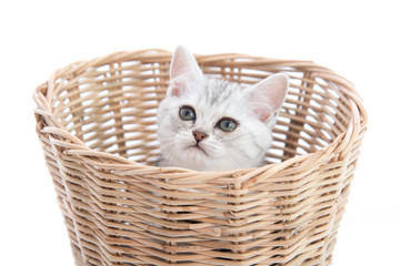 Fototapeta na wymiar Cute kittensplaying in a basket
