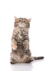 Obraz premium Ładny kotek pręgowany stojący z tylnymi łapami i lizanie warg