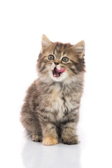 Cute tabby kitten sitting and licking lips