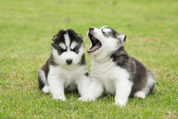 Naklejka na ściany i meble Two Cute little siberian husky puppies sitting