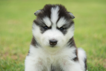 Close up of siberian husky puppy