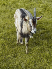 Goat in a field.