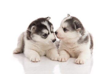Two siberian husky puppies kissing on white background