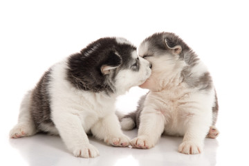Obraz premium Two siberian husky puppies kissing on white background