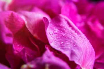 Pink wild rose wet leaves with water drops